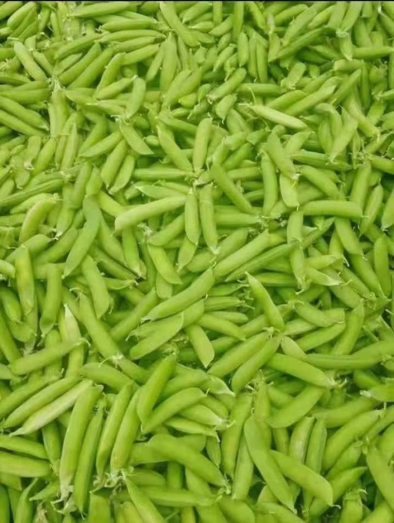 豌豆大量上市了，适合各大市场加工厂的货，备有大型冷库！
