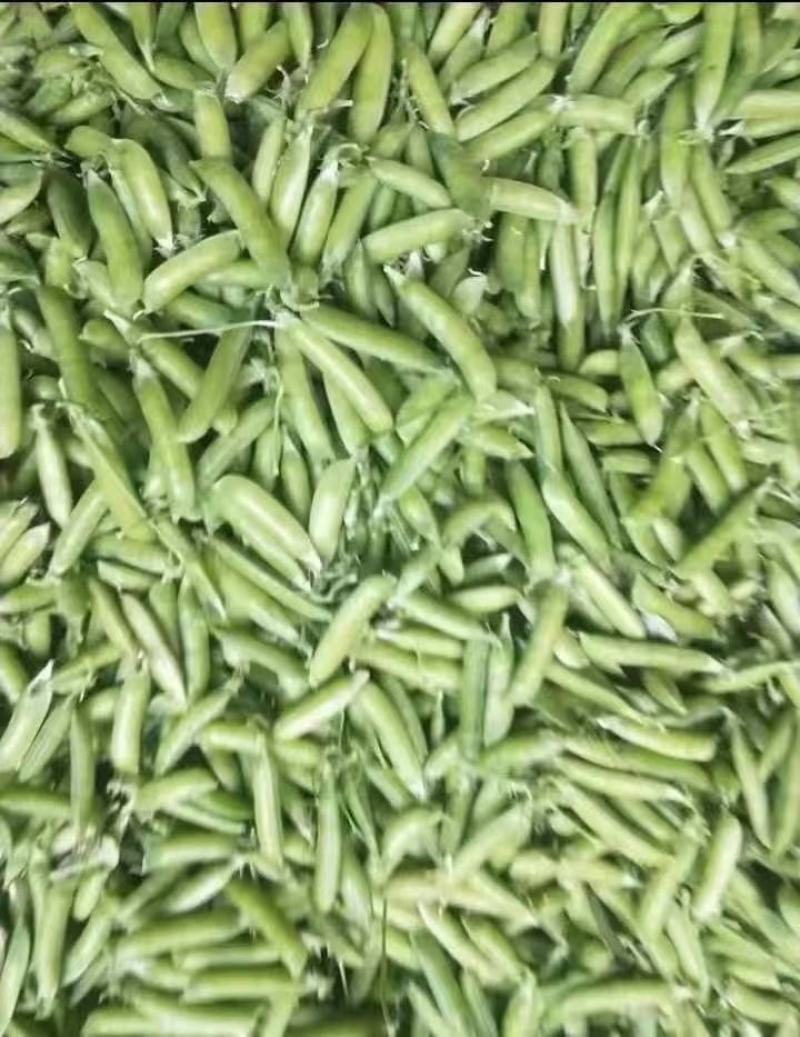 豌豆大量上市了，适合各大市场加工厂的货，备有大型冷库！