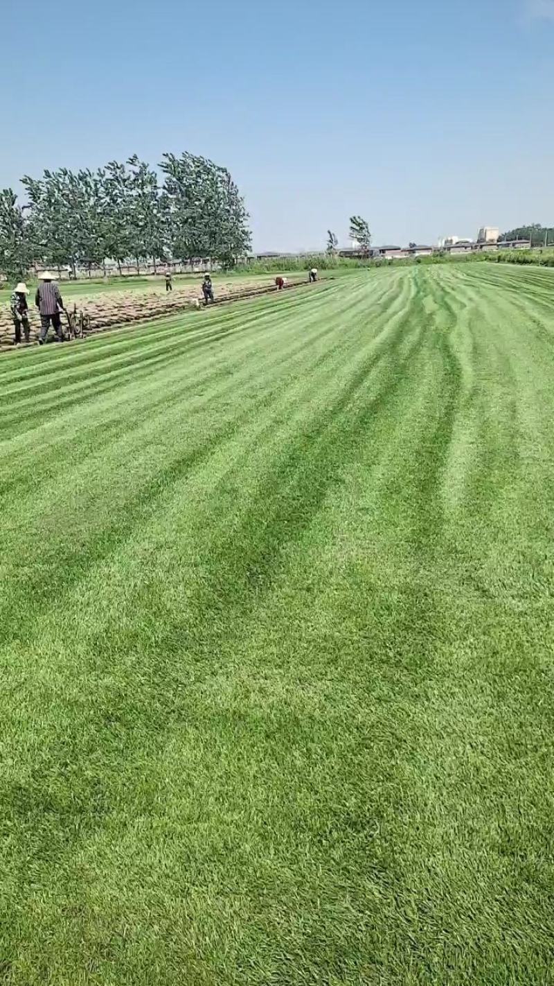 四季青草坪基地3000亩实方销售整车批发