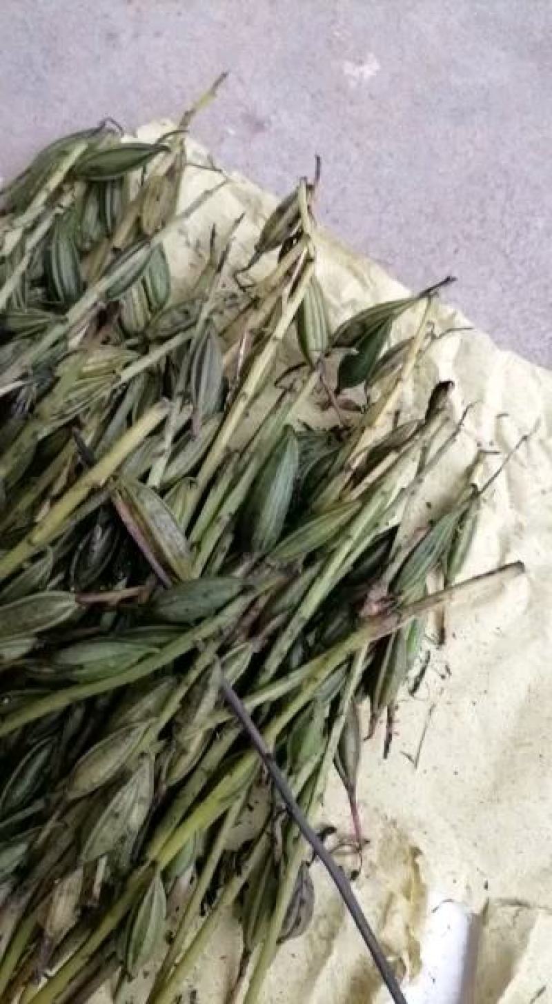 毛慈菇果夹，种子，产地直销，质量保证，物美价廉