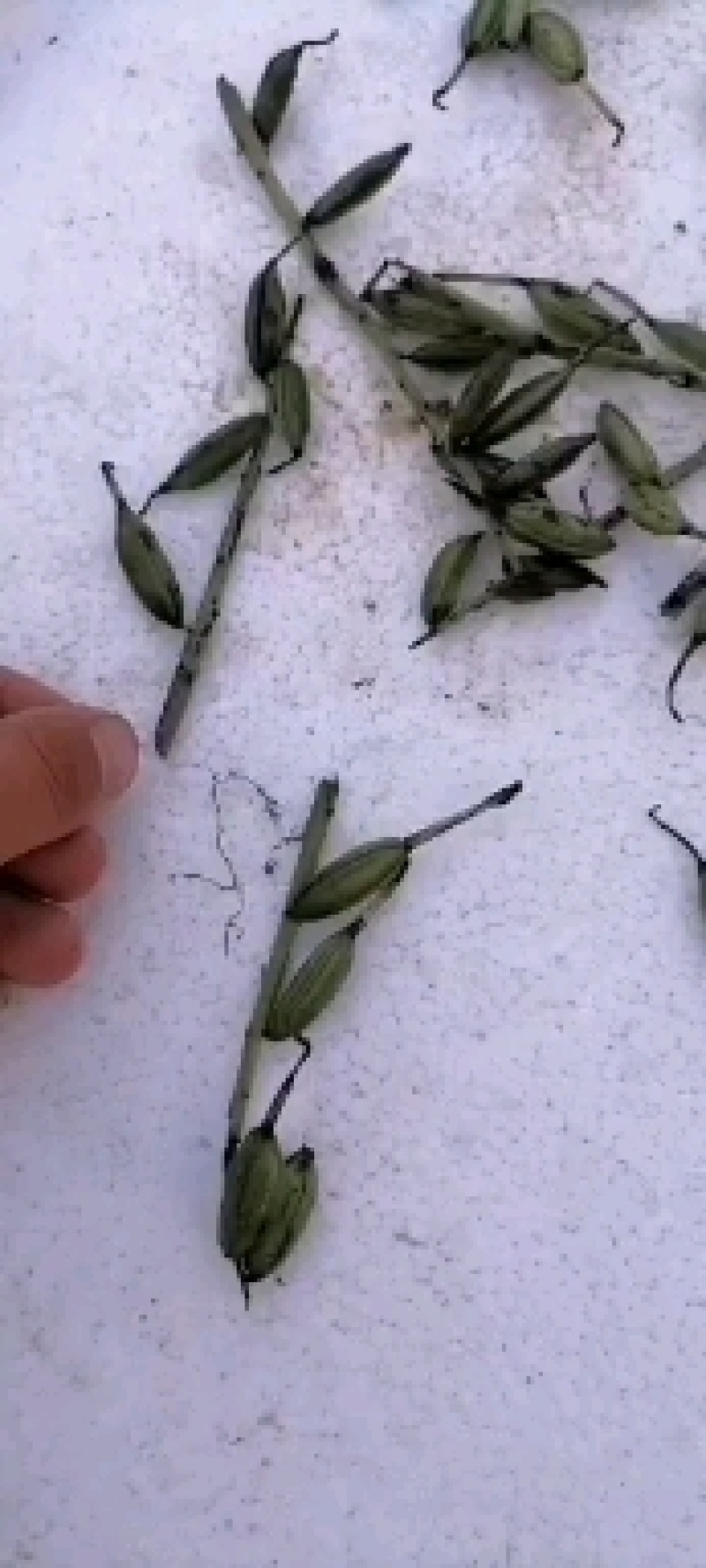 毛慈菇果夹，种子，产地直销，质量保证，物美价廉