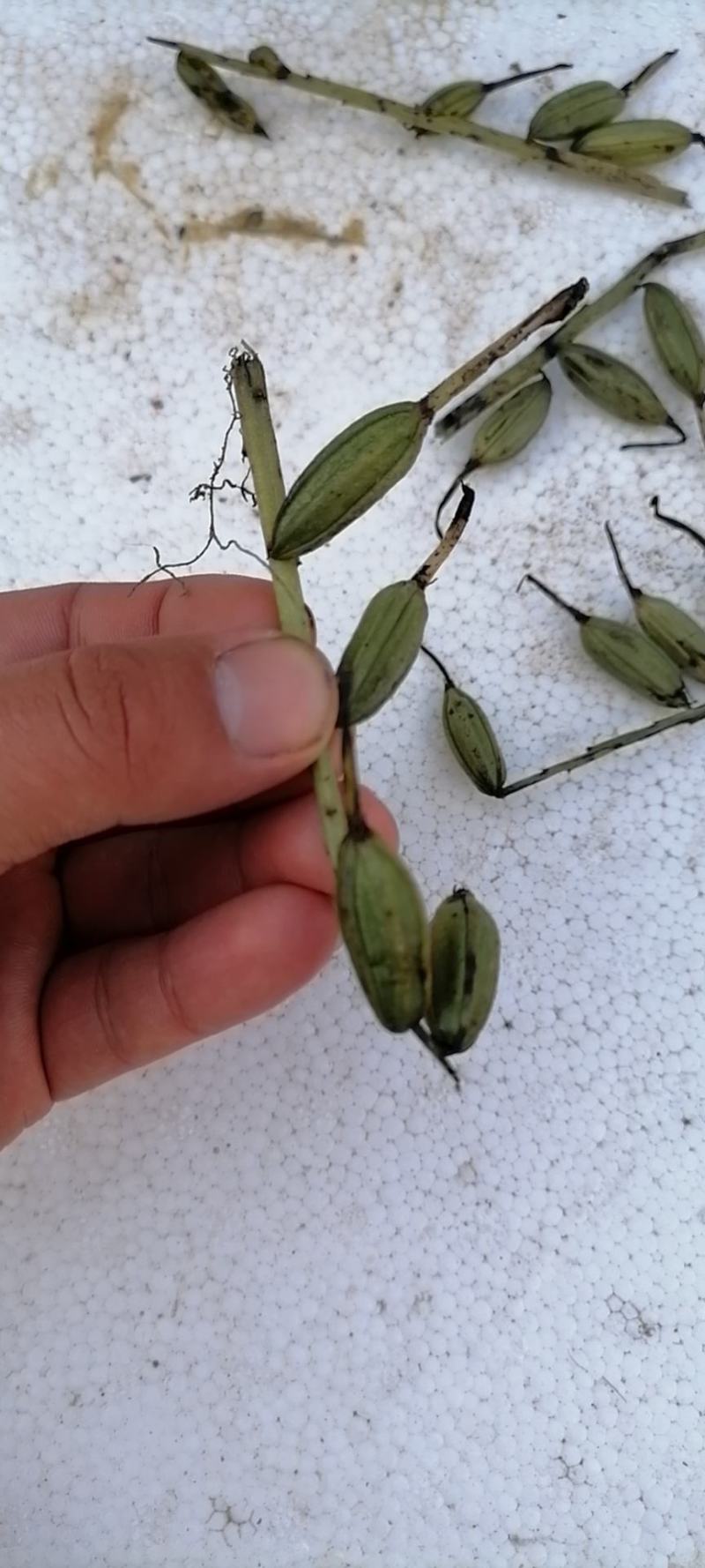 毛慈菇果夹，种子，产地直销，质量保证，物美价廉