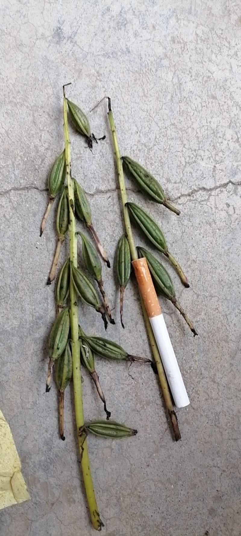 毛慈菇果夹，种子，产地直销，质量保证，物美价廉
