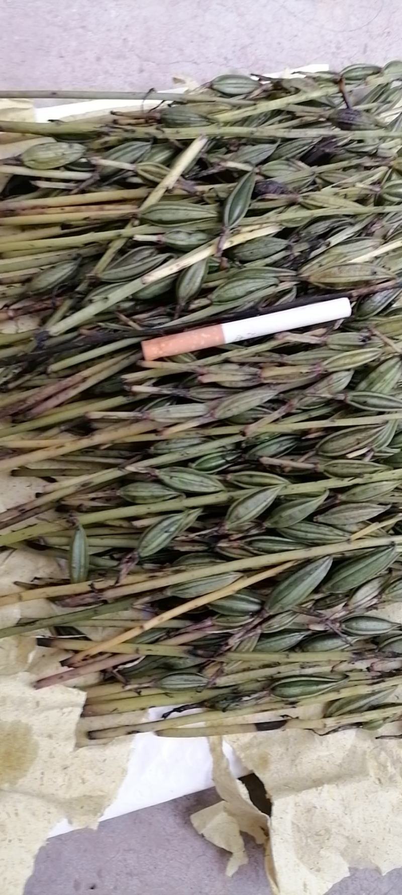 毛慈菇果夹，种子，产地直销，质量保证，物美价廉