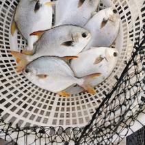 东山岛海产品活鮮金鲳鱼肉质鲜嫩常年供应大量现货