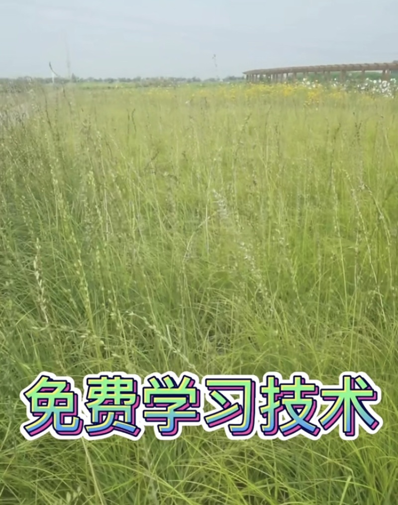 改良知母苗高产耐旱耐冻基地直供包技术包成活