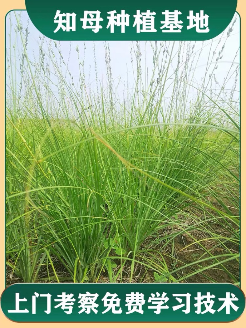 改良知母苗高产耐旱耐冻基地直供包技术包成活