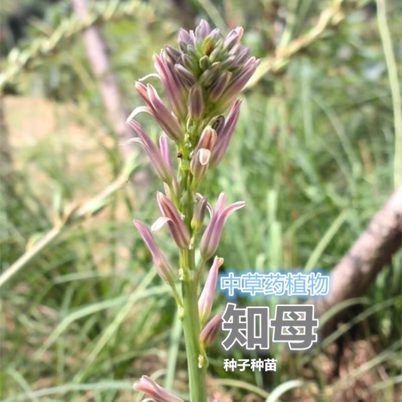 改良知母苗高产耐旱耐冻基地直供包技术包成活