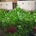 茉莉花产地广西南宁横县茉莉之乡大量批发带花苞裸根2到4年