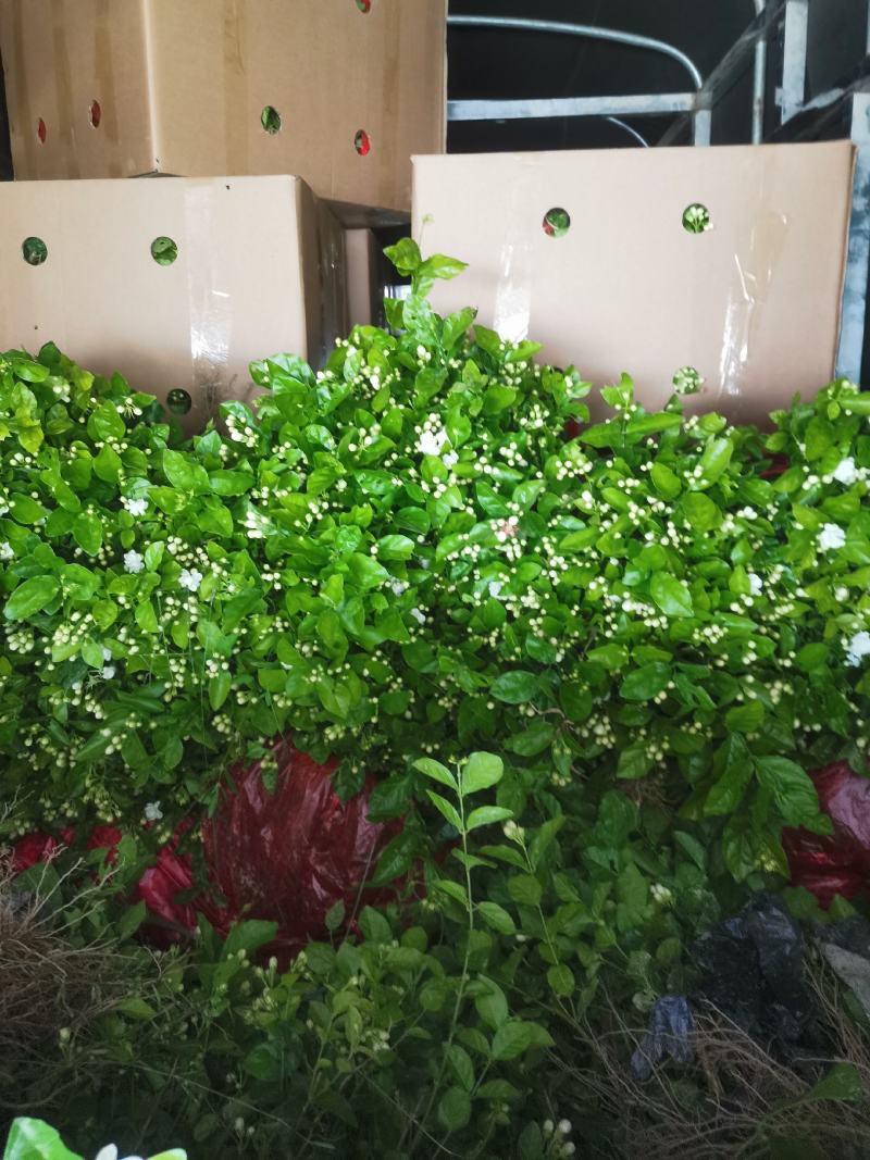 茉莉花产地广西南宁横县茉莉之乡大量批发带花苞裸根2到4年