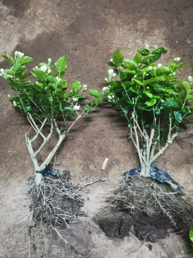 茉莉花产地广西南宁横县茉莉之乡大量批发带花苞裸根2到4年