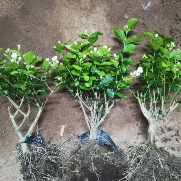 茉莉花产地广西南宁横县茉莉之乡大量批发带花苞裸根2到4年
