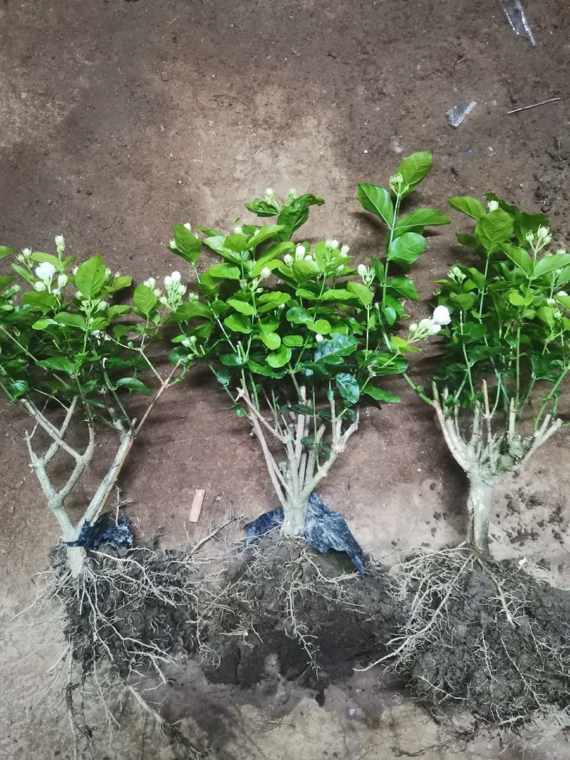 茉莉花产地广西南宁横县茉莉之乡大量批发带花苞裸根2到4年