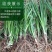 纯新知母种子基地一手货源出芽率高包技术指导