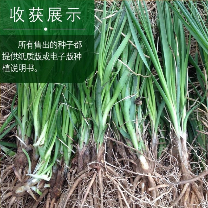 纯新知母种子基地一手货源出芽率高包技术指导