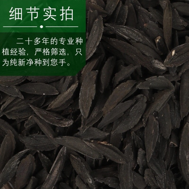 纯新知母种子基地一手货源出芽率高包技术指导