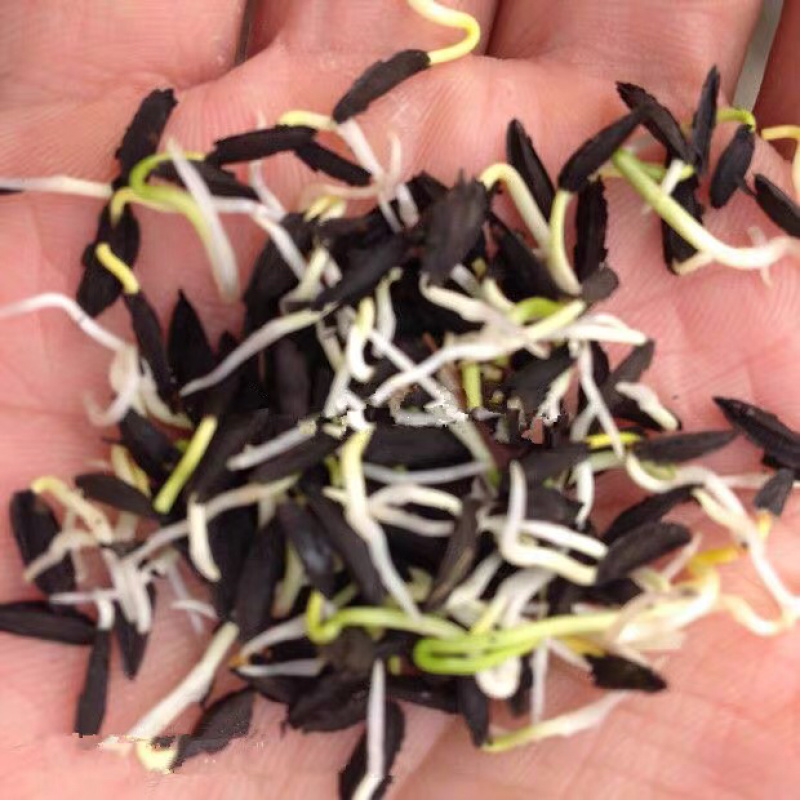 纯新知母种子基地一手货源出芽率高包技术指导