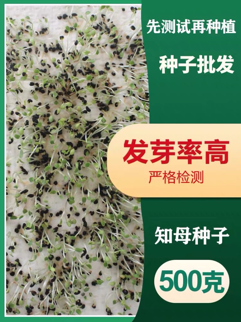 纯新知母种子基地一手货源出芽率高包技术指导