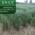 纯新知母种子基地一手货源出芽率高包技术指导