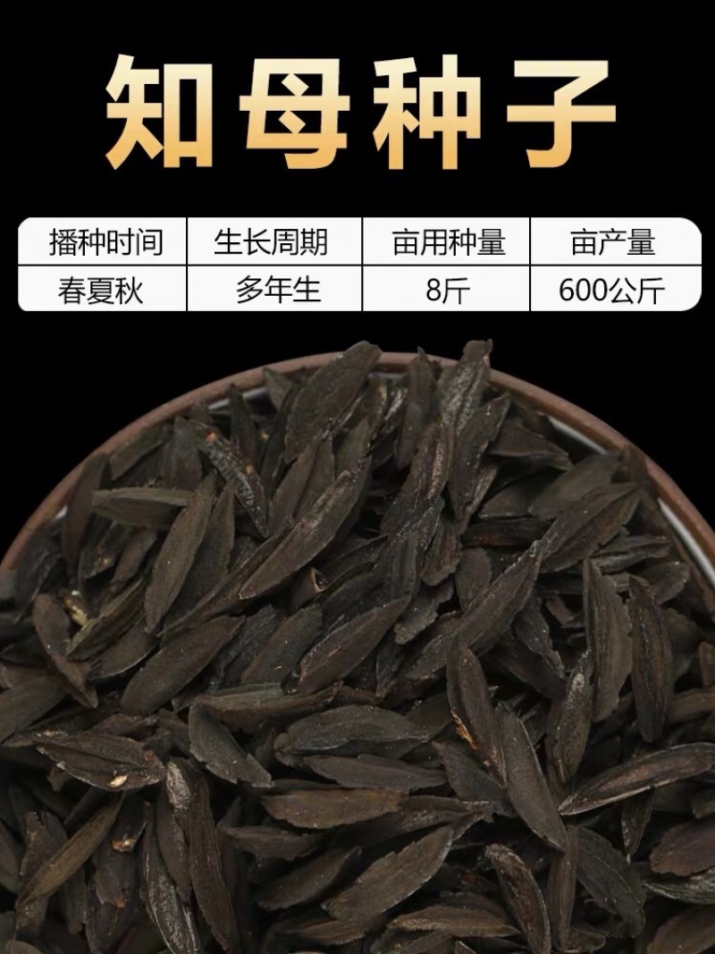 纯新知母种子基地一手货源出芽率高包技术指导