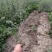 沙棘杯苗