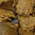 （推荐）山东厂家直销棉籽饼，油渣粉，养殖饲料。
