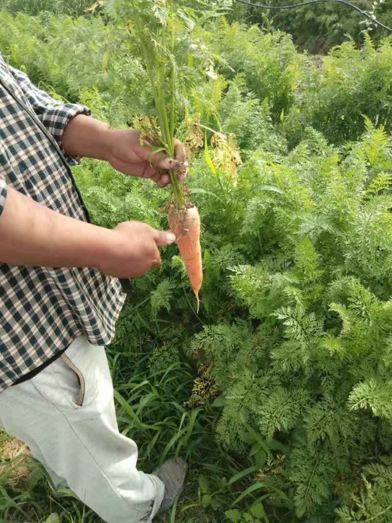 胡萝卜大量上市中，货源充足，产地直供，支持代发