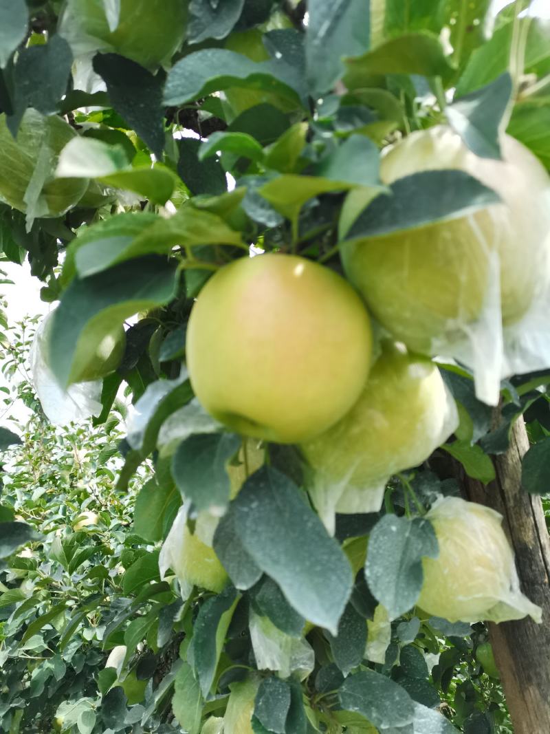 青森水蜜桃苹果