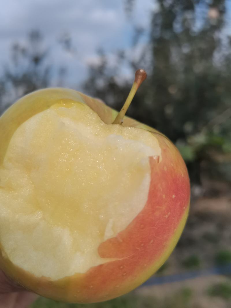 青森水蜜桃苹果