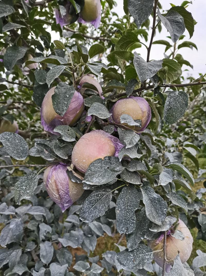 青森水蜜桃苹果