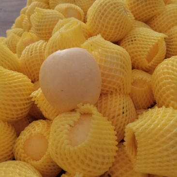 黄金维纳斯
