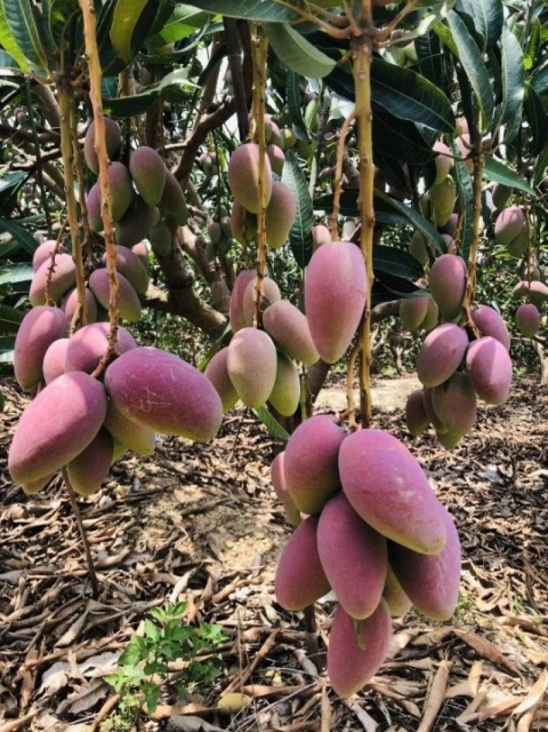 广西贵妃芒果大量上市，电商一件代发，社区团购落地配等。