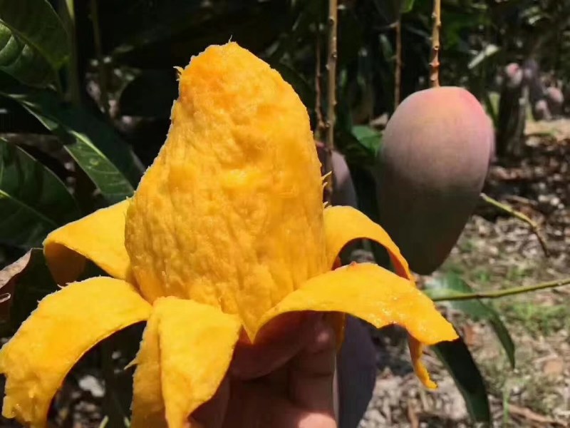 广西贵妃芒果大量上市，电商一件代发，社区团购落地配等。