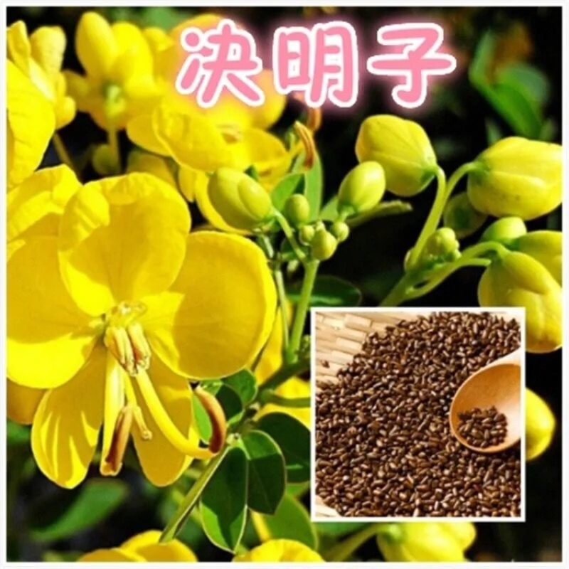 纯新决明子种子出芽率高基地直发包技术包回收