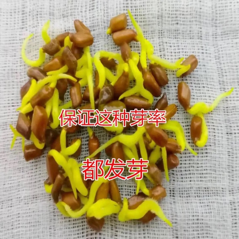 纯新决明子种子出芽率高基地直发包技术包回收