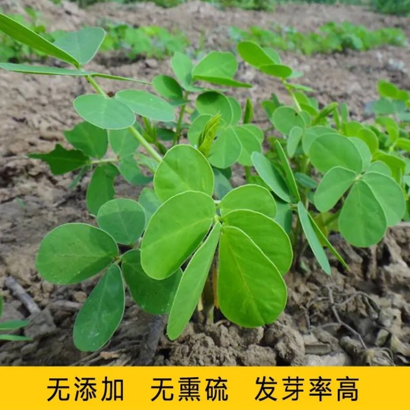 纯新决明子种子出芽率高基地直发包技术包回收
