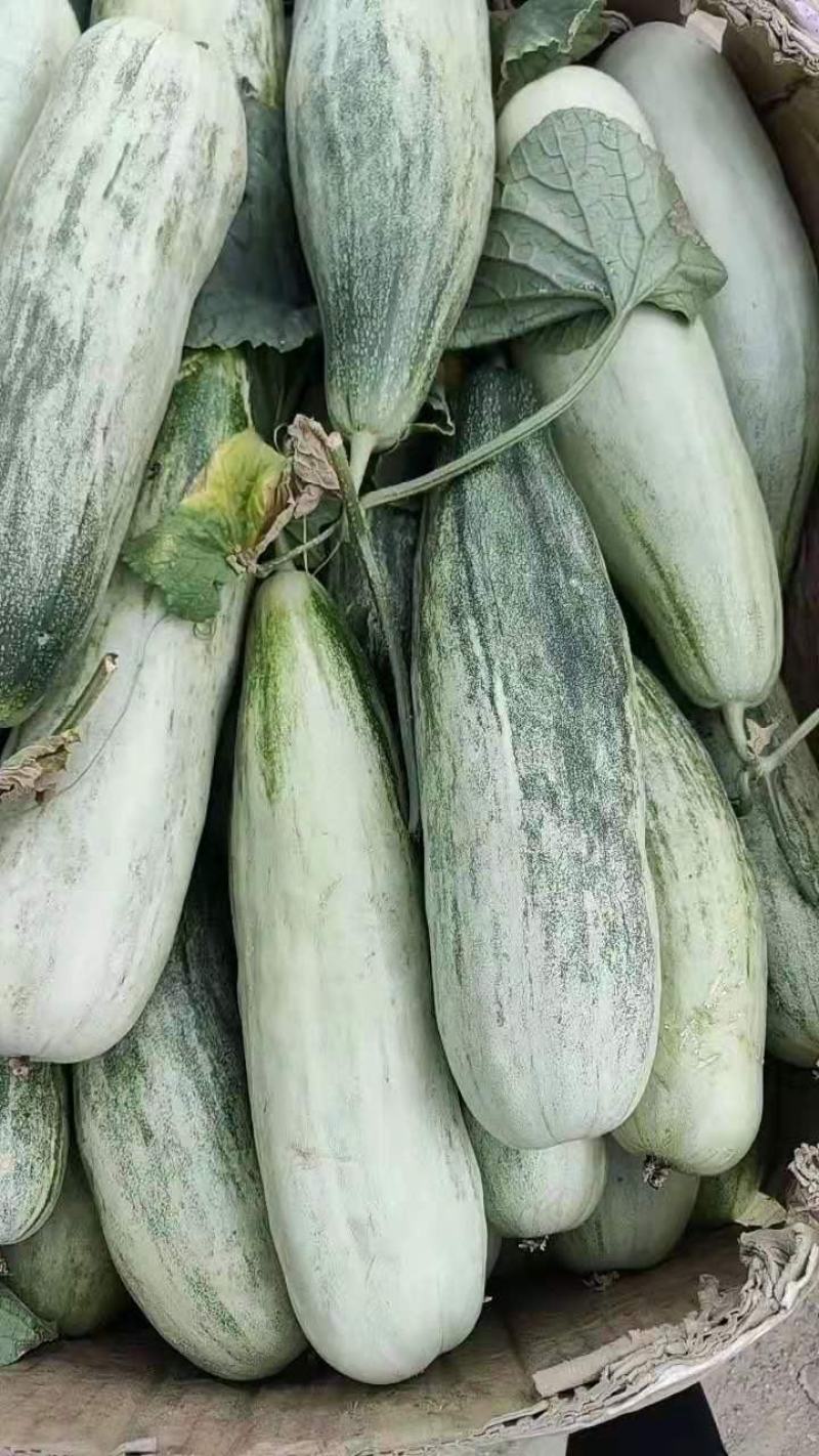 山东羊角蜜，产地直供，诚信经营，专业代收
