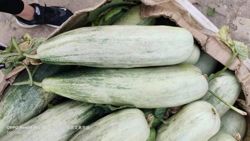 山东羊角蜜，产地直供，诚信经营，专业代收