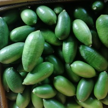 中国台湾海南品种四季无籽香水柠檬一级果奶茶店专用