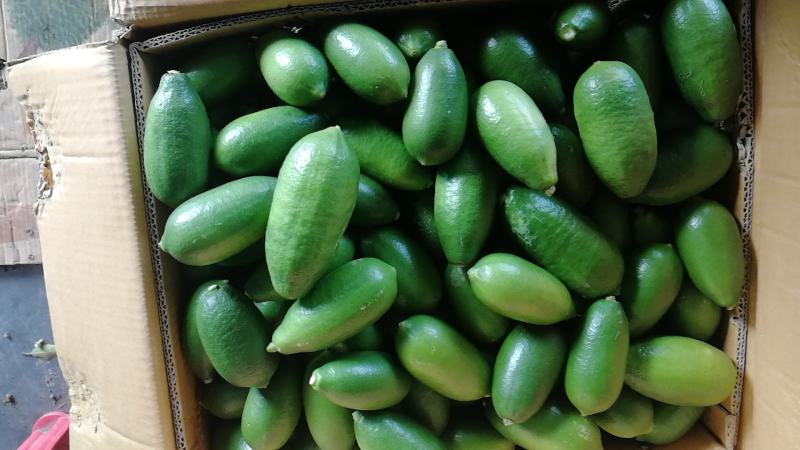 中国台湾海南品种四季无籽香水柠檬一级果奶茶店专用