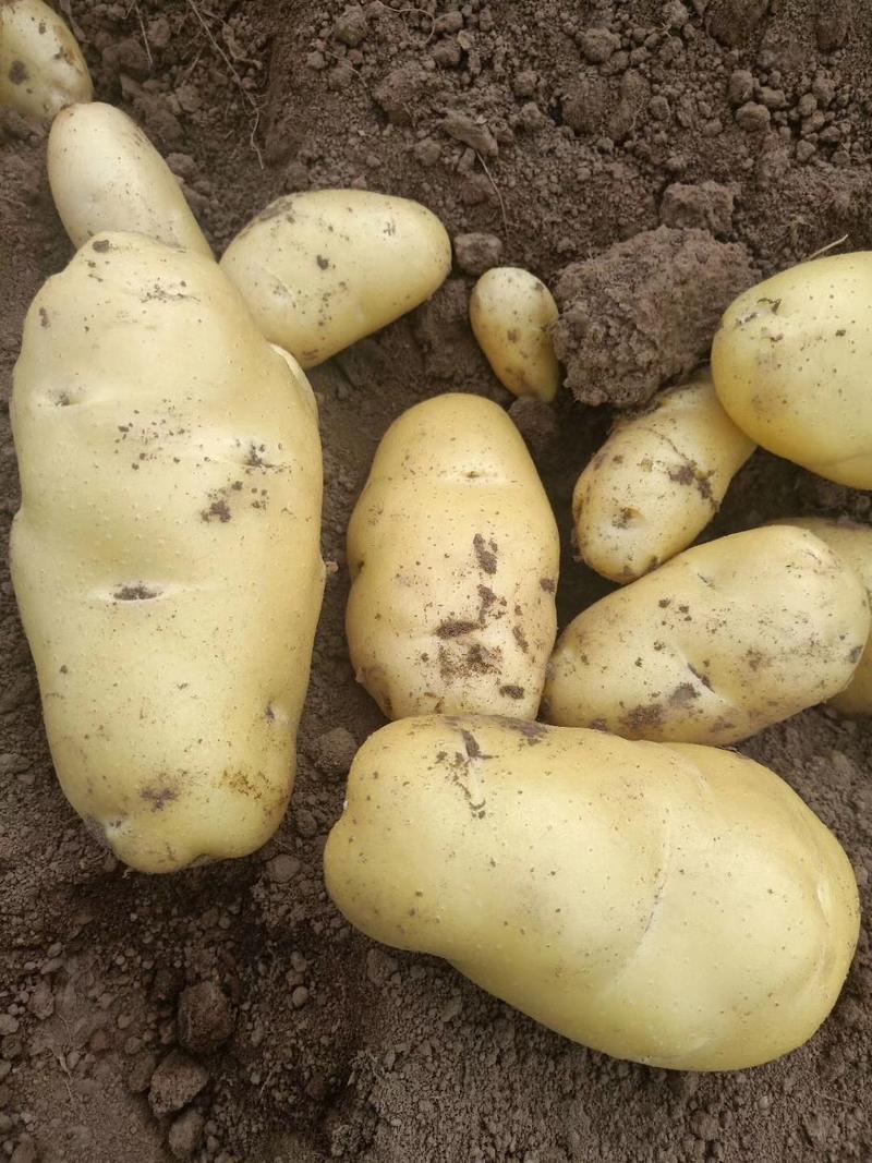 山东优质黄心土豆荷兰十五黄皮黄心大量上市代存代发全国