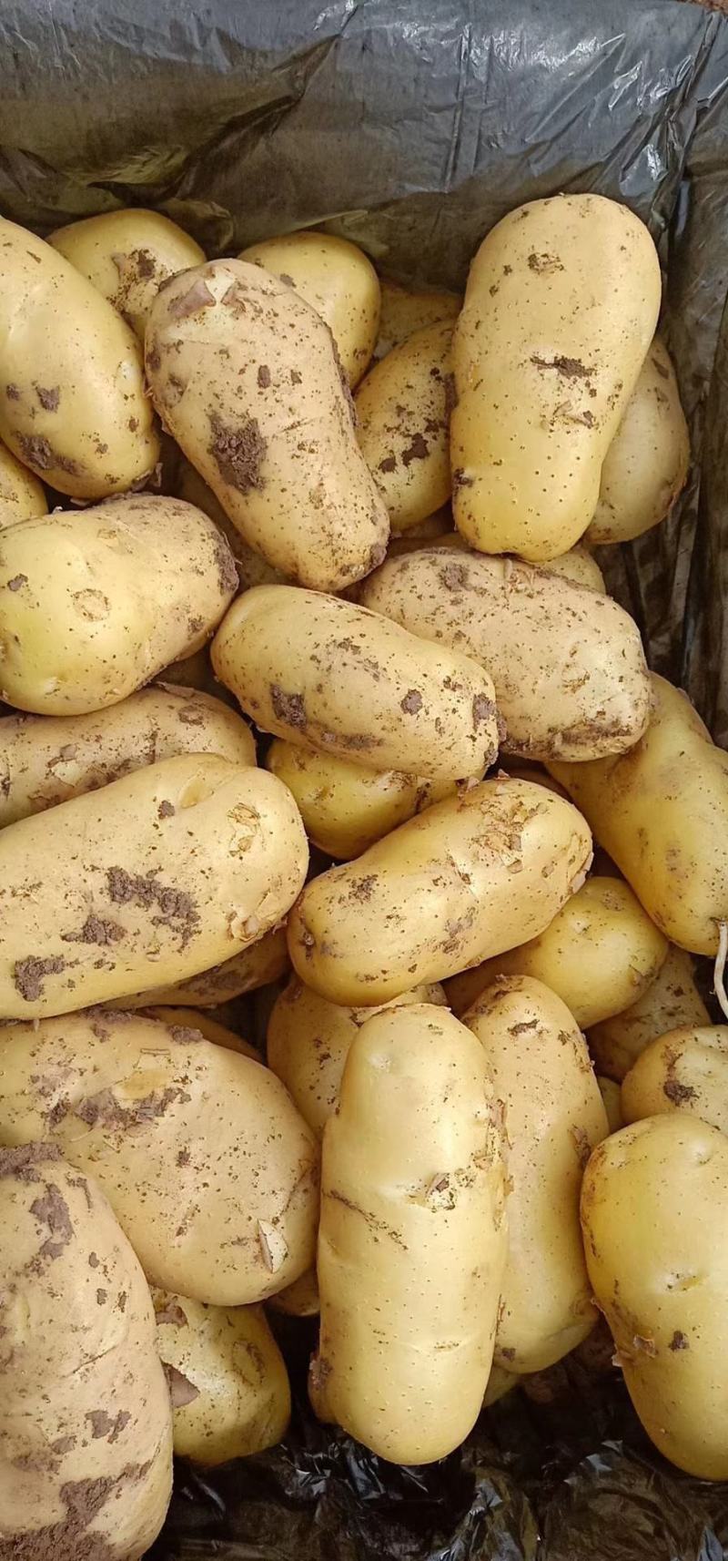 山东优质黄心土豆荷兰十五黄皮黄心大量上市代存代发全国