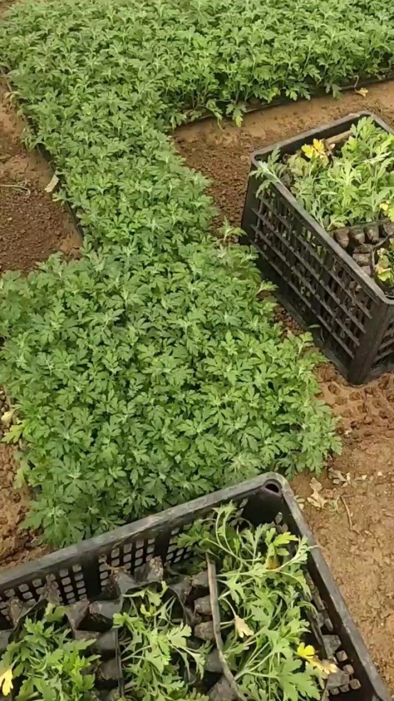 国庆菊穴苗，有黄色，红色，粉色的，玫瑰色的