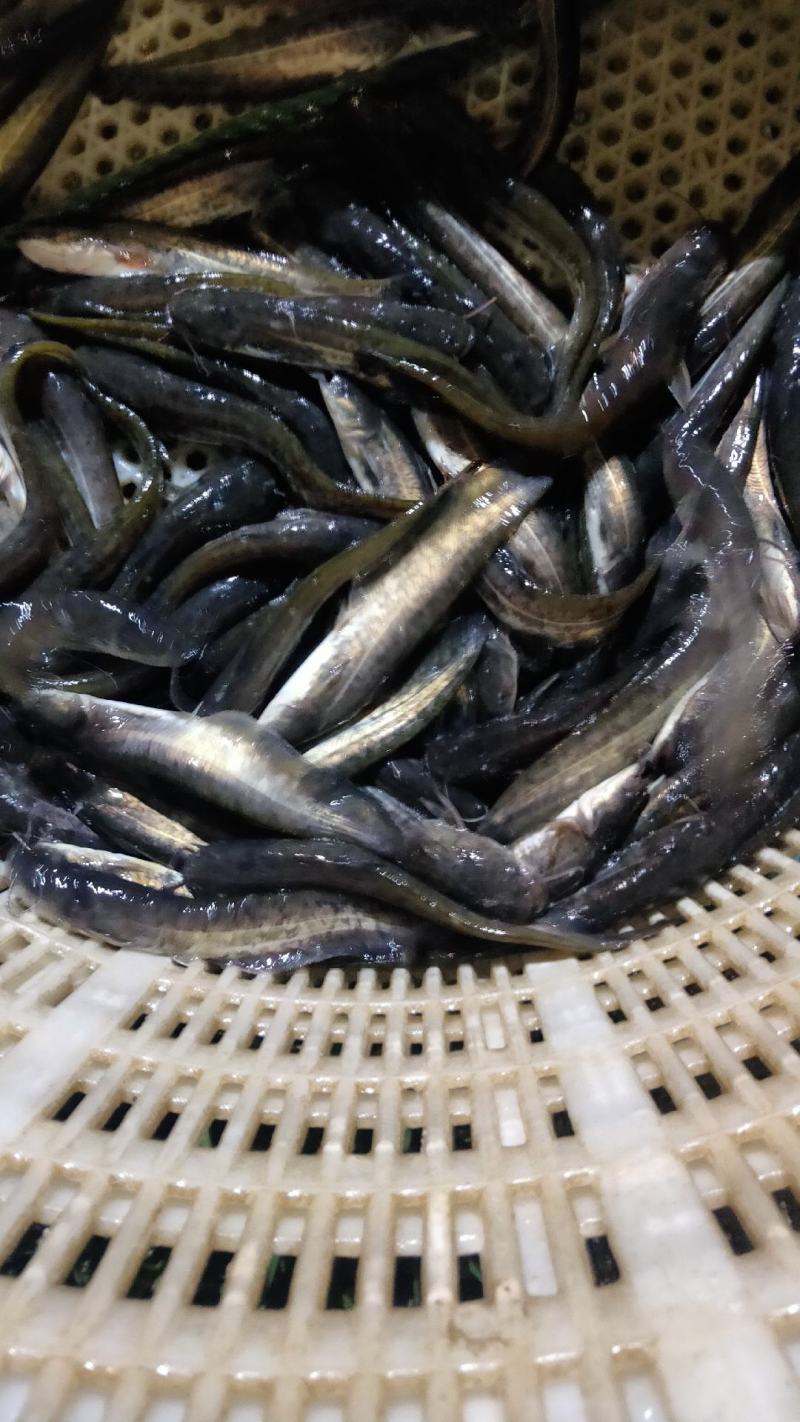 广西大口鲶鱼苗公司产地直销品质保证大量现货供应批发