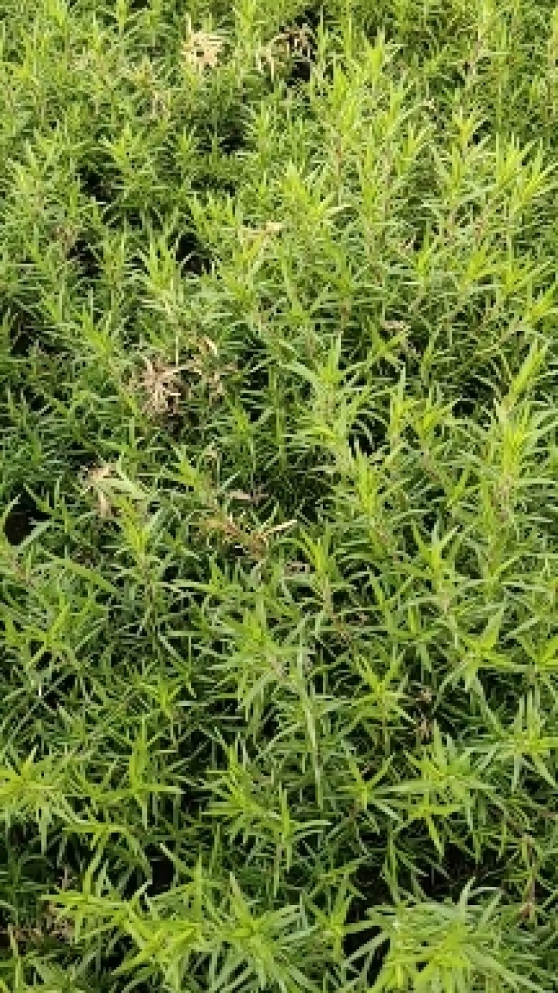 福禄考，玫红色，耐寒30多度，作花海，质量优，价格便宜。
