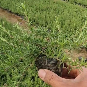 福禄考，玫红色，耐寒30多度，作花海，质量优，价格便宜。