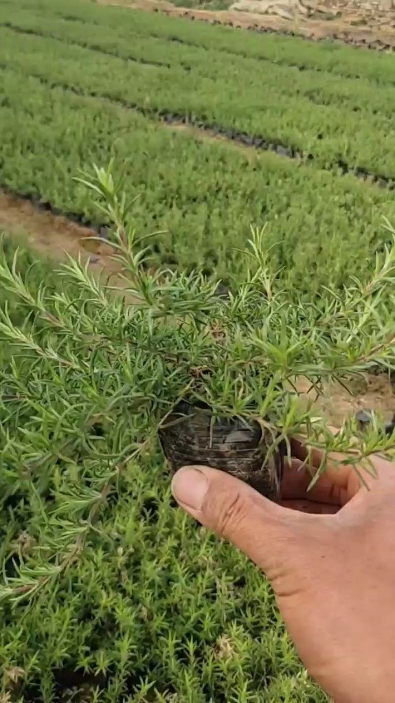 福禄考，玫红色，耐寒30多度，作花海，质量优，价格便宜。