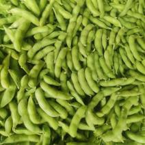 安徽翠绿宝毛豆大量上市，产地直供，诚信经营，