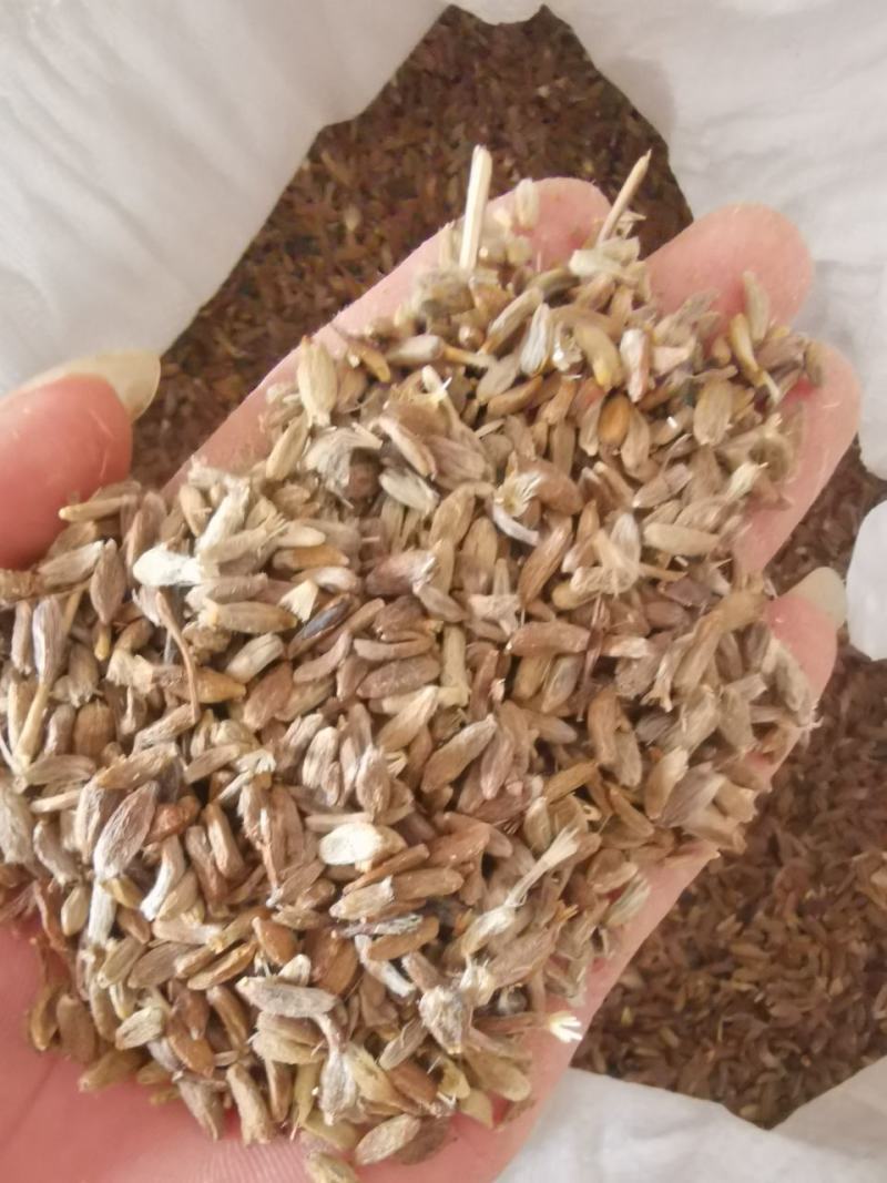 改良白术种子，发芽率高，纯新种子提供种植技术包回收