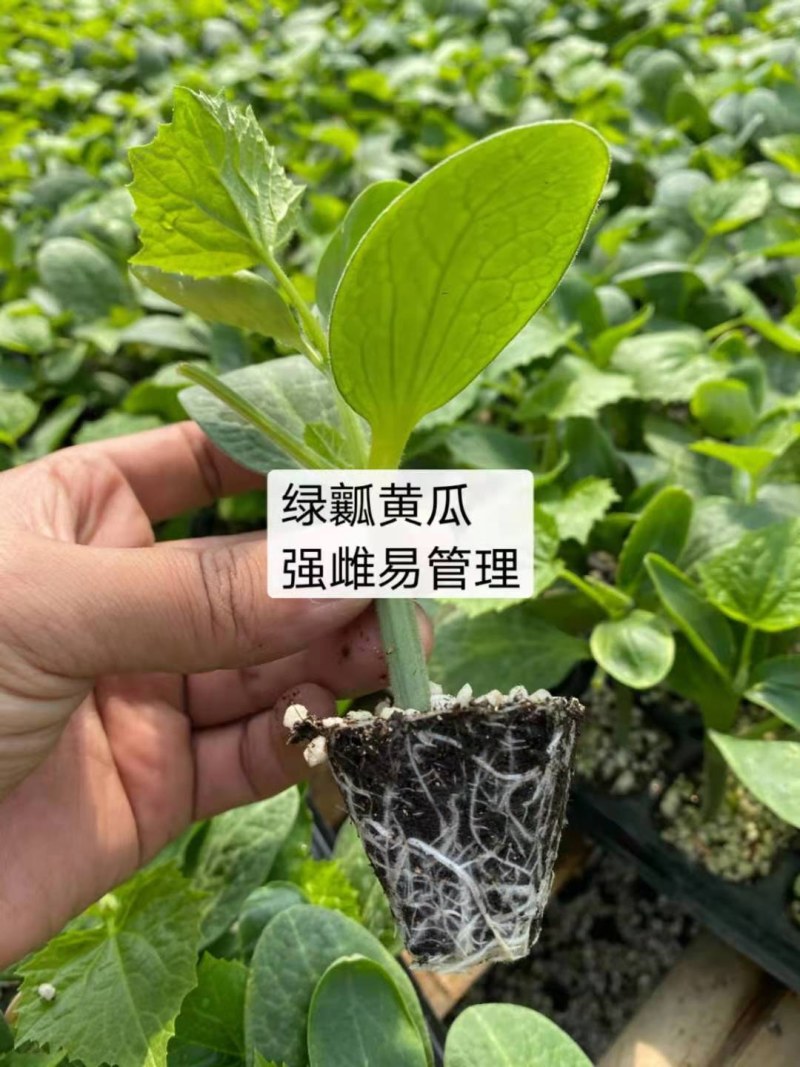 寿光强磁油黄瓜苗子嫁接纯绿瓤短把密刺油亮型〔代发全国〕